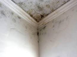 Best Commercial Mold Inspection  in Diamond, IL